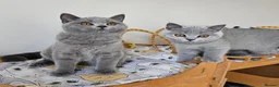 British Shorthair cats for sale: Stunning British Shorthair blue kittens NEUTERED - Advert 7