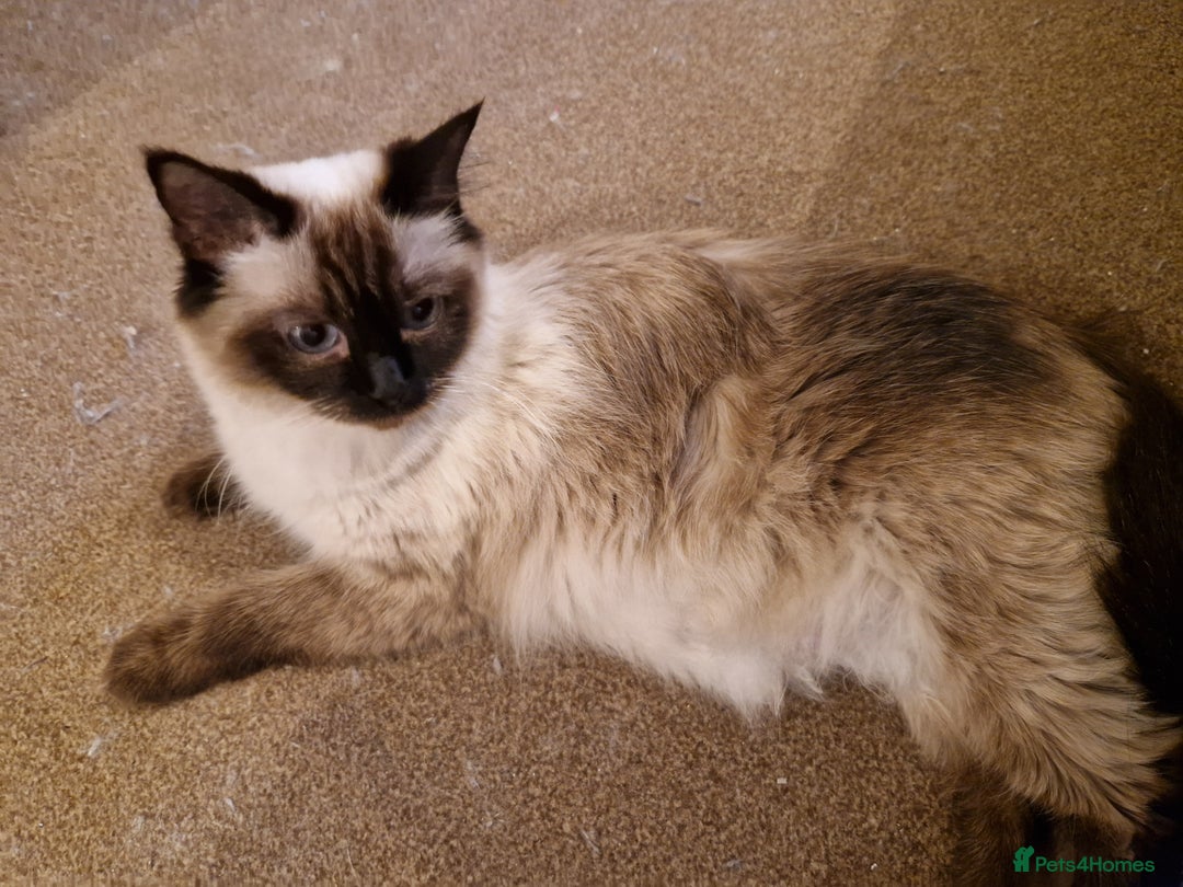 Mixed Breed cats for sale: Beautifull Half- Ragdolls kittens 🐱✨ - Advert 3