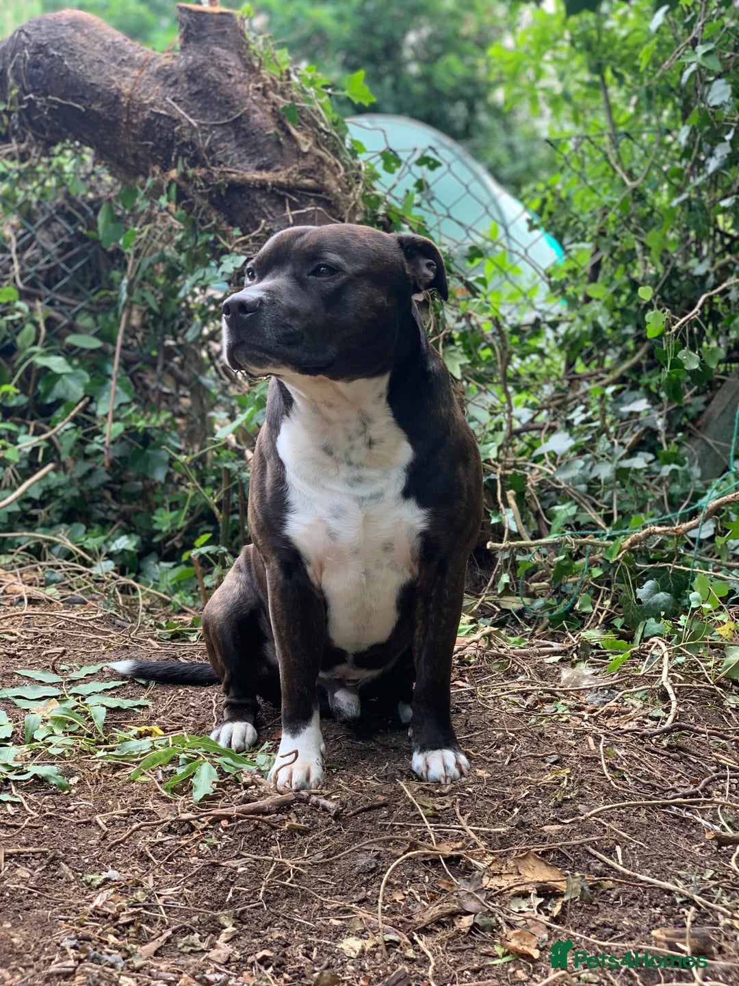 Staffordshire Bull Terrier dogs for sale: Pedigree Staffordshire Bull Terrier Puppies - Image 7