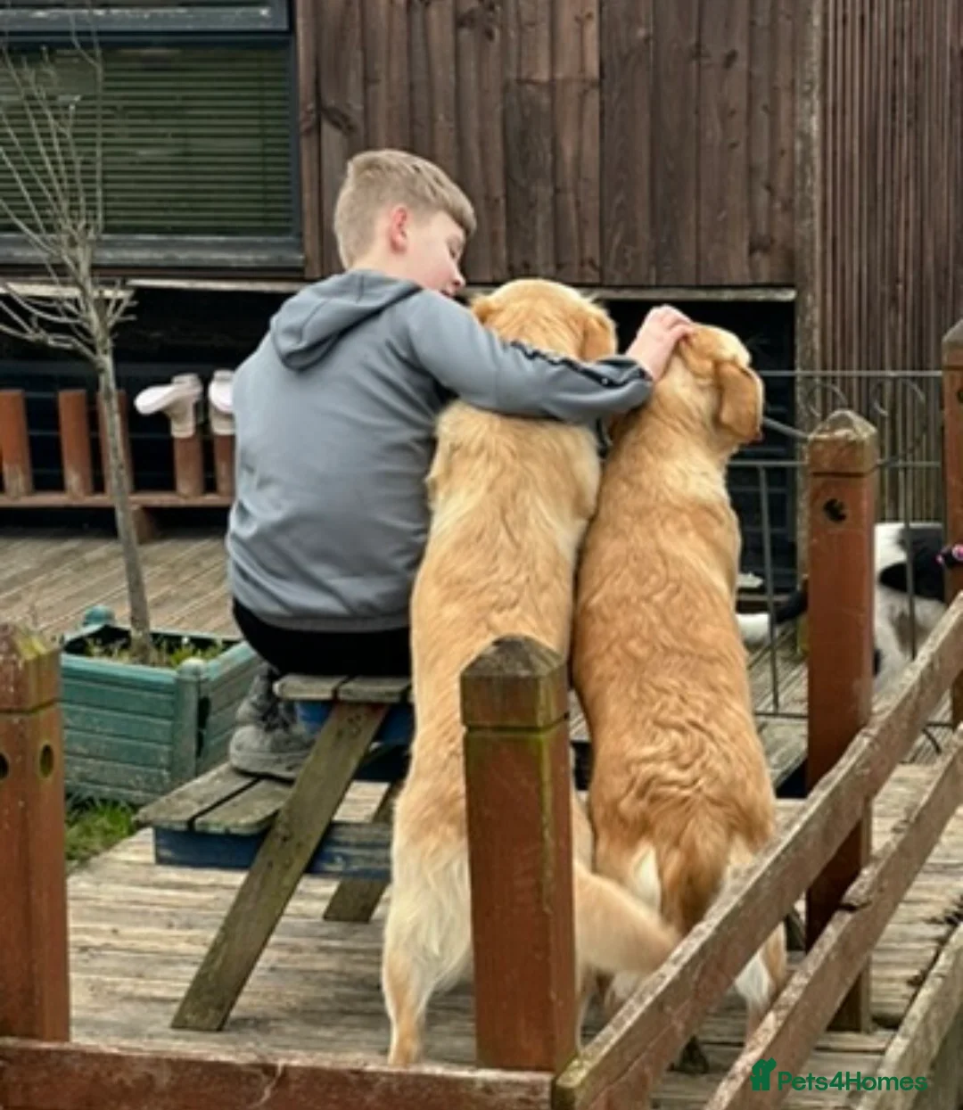 Goldendoodle dogs for sale: Big chunky doodles looking for homes  - Advert 7