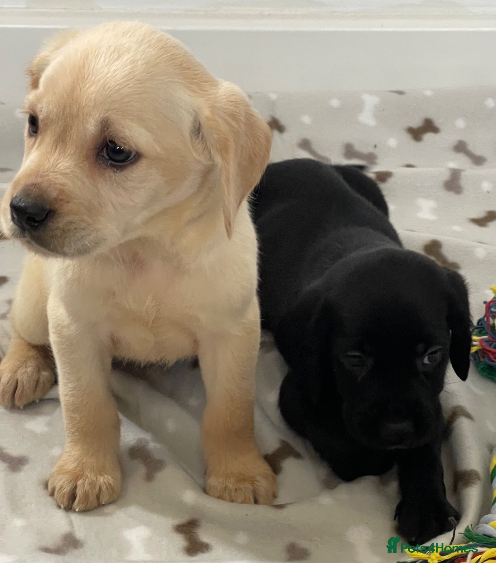 Cockerdor dogs Beautiful cockerdor pups NOW READY - Advert 2