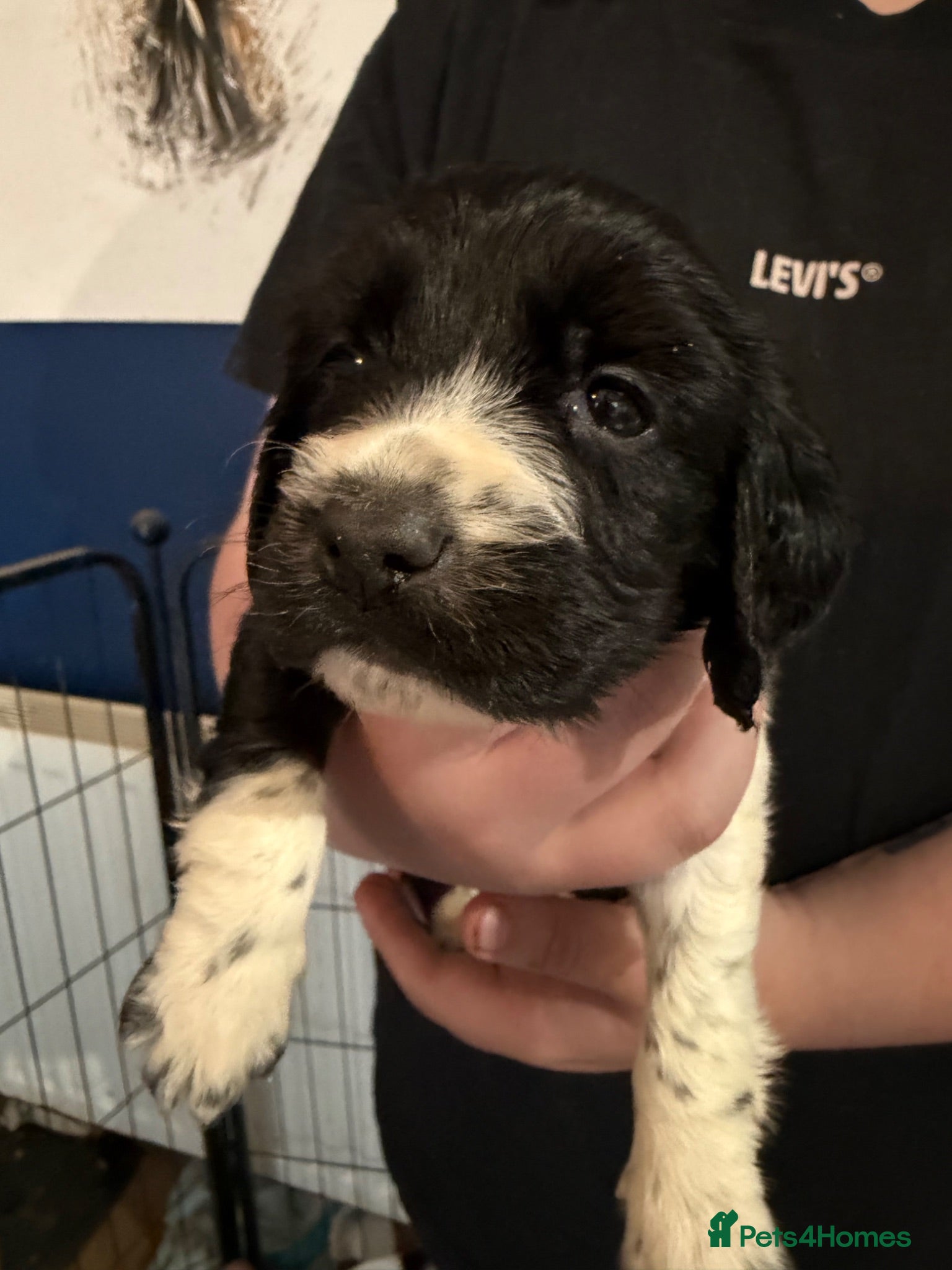 Sprocker dogs 1 boy left Sprocker spaniel puppies  - Advert 3