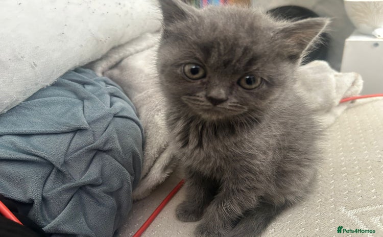 British Shorthair cats - Advert 13
