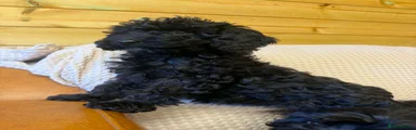 Cockapoo 3