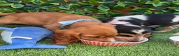 Cocker Spaniel dogs for sale: 1 boy Beautiful show type cocker puppy’s  - Advert 11