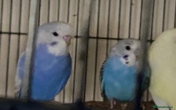 Budgerigars birds for sale: 6 Budgies  - Image 6