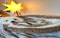 Maltese dogs for sale: London | Maltese Puppies Born on September 18th  - Image 2