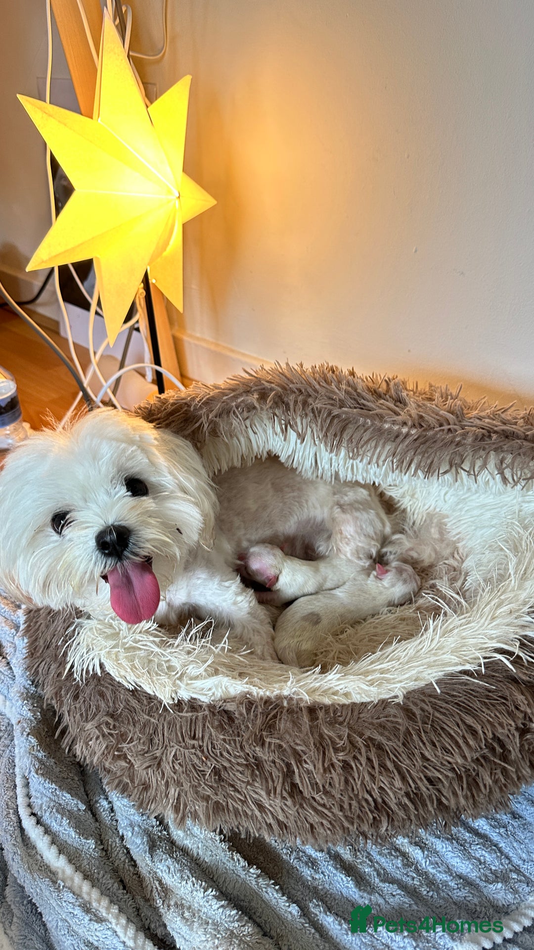 Maltese dogs for sale: London | Maltese Puppies Born on September 18th  - Image 2