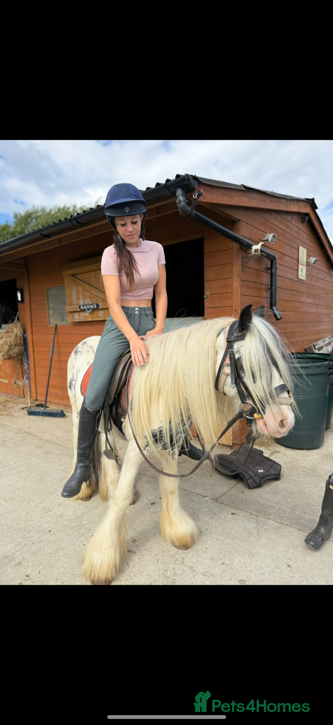 Irish Cob horses for sale: beautiful kids pony project ❤️ - Image 1