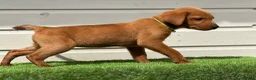 Labrador Retriever dogs for sale: Mahogany fox red Labrador  - Advert 8