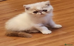 Exotic cats for sale: OUTSTANDING QUALITY EXOTIC KITTENS  - Image 5