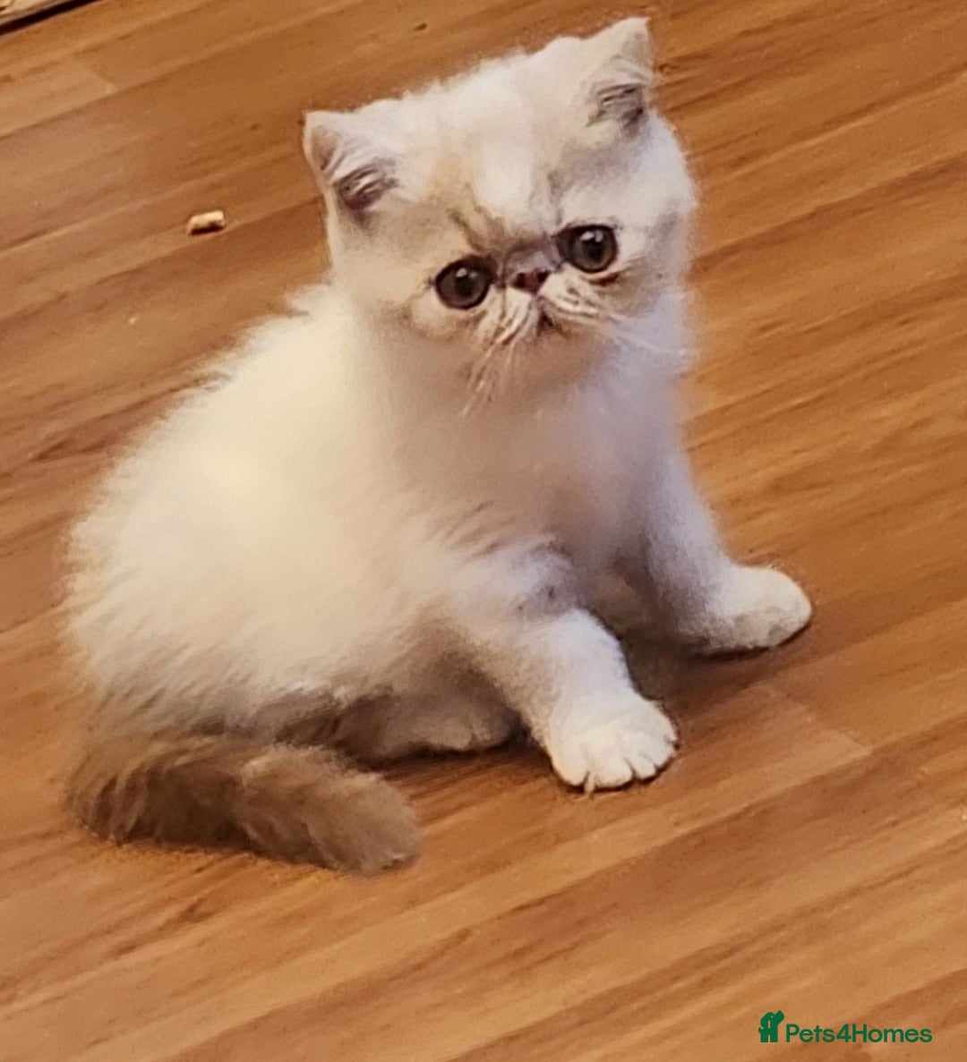 Exotic cats for sale: OUTSTANDING QUALITY EXOTIC KITTENS  - Image 5