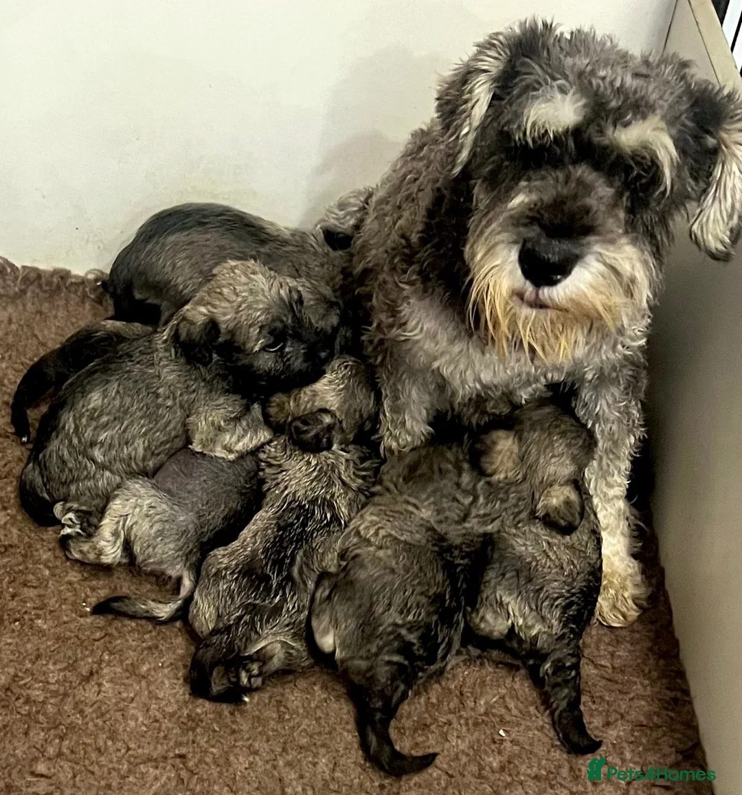 Mixed Breed dogs for sale: Miniature Schnauzer cross puppies in Kilmarnock - Advert 6