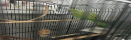 Conures birds for sale: Green RingNeck Parrot and Jenday Conure in Corby - Advert 2