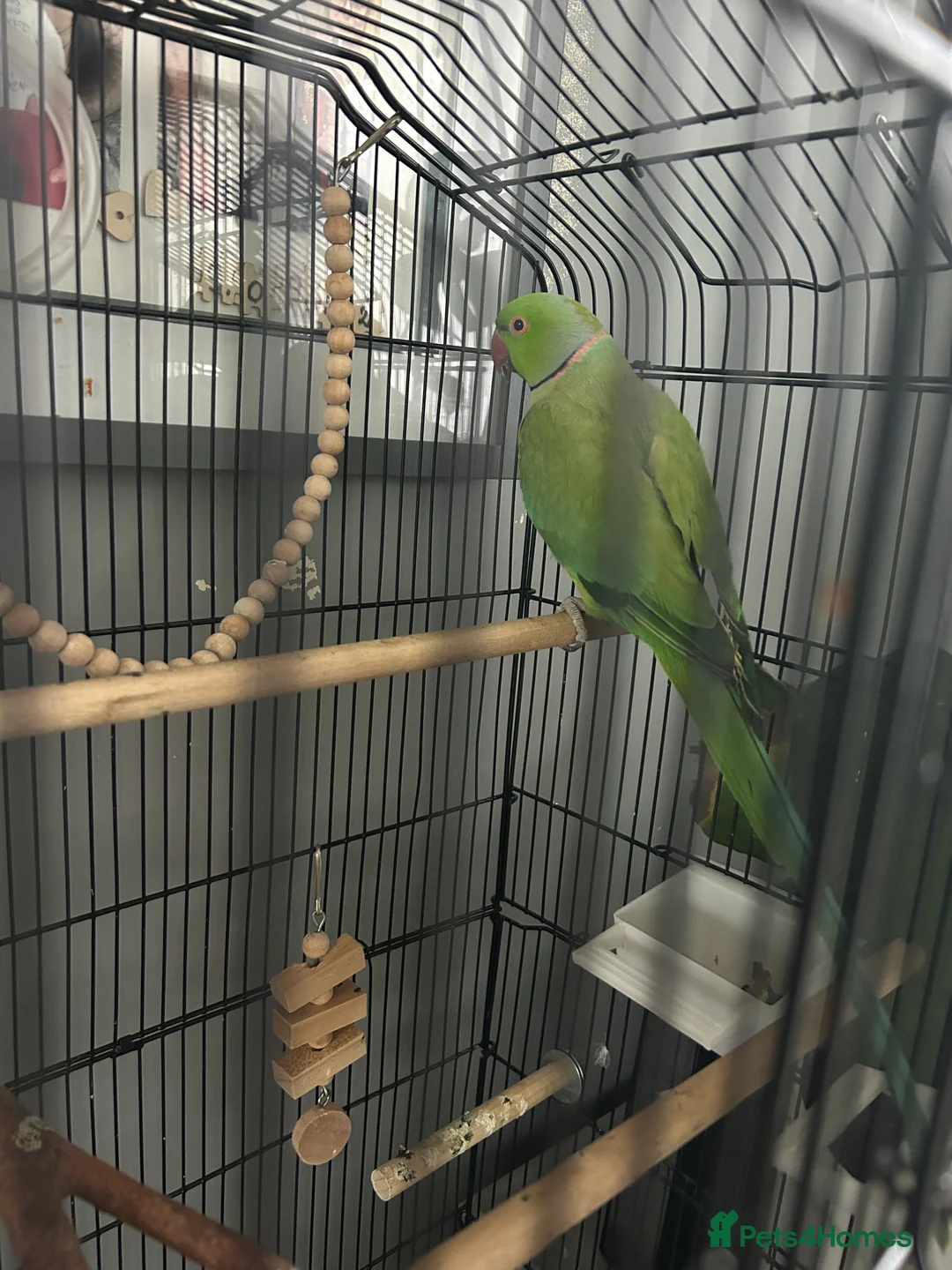 Conures birds for sale: Green RingNeck Parrot and Jenday Conure in Corby - Advert 2