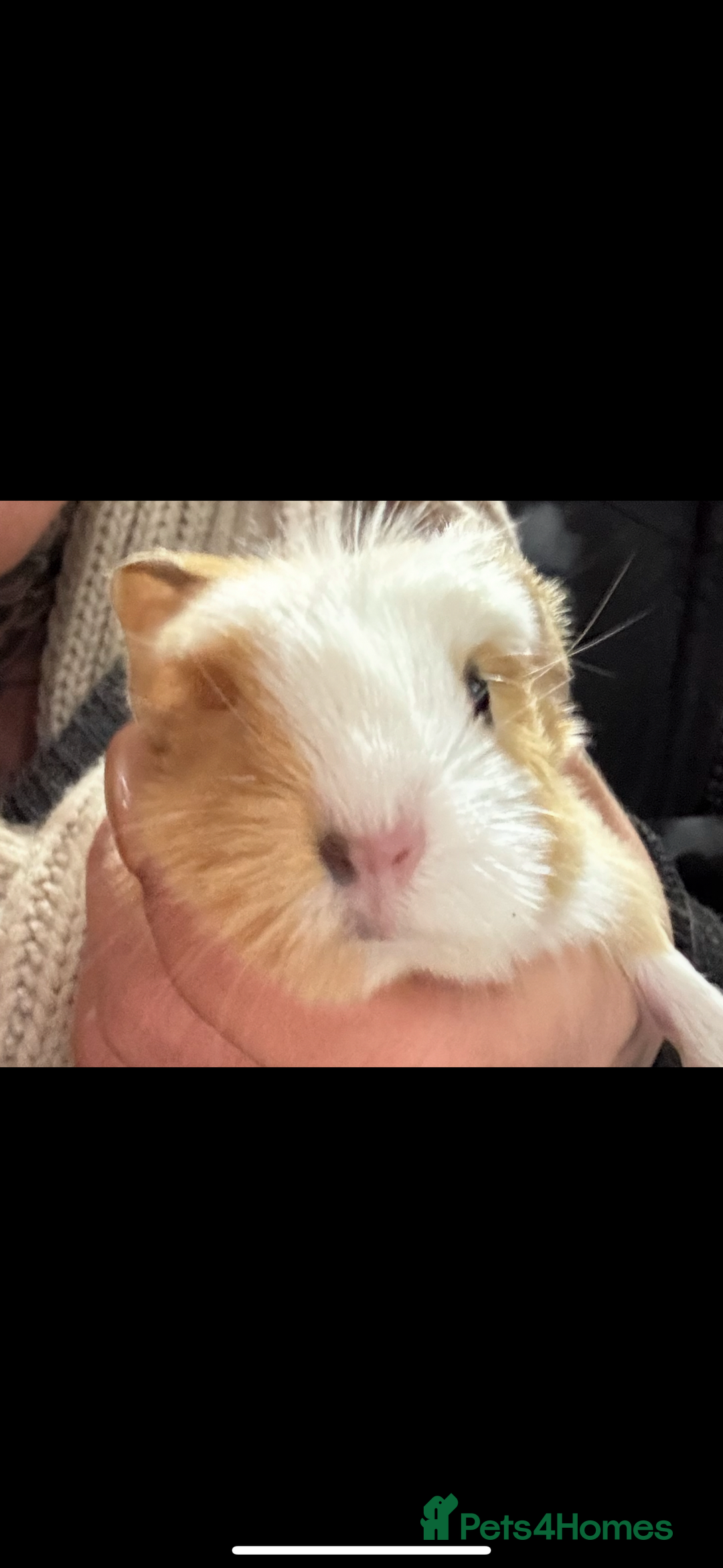 Guinea Pig rodents for sale: Guinea pigs - Advert 11