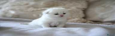 Scottish Fold Kitten 2