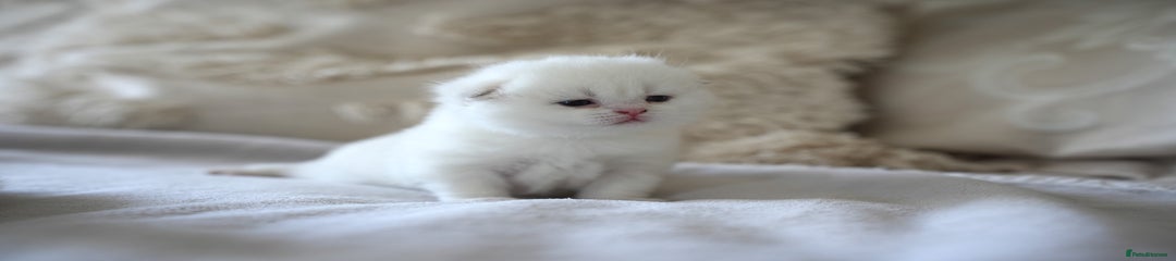 Scottish Fold Kitten 2