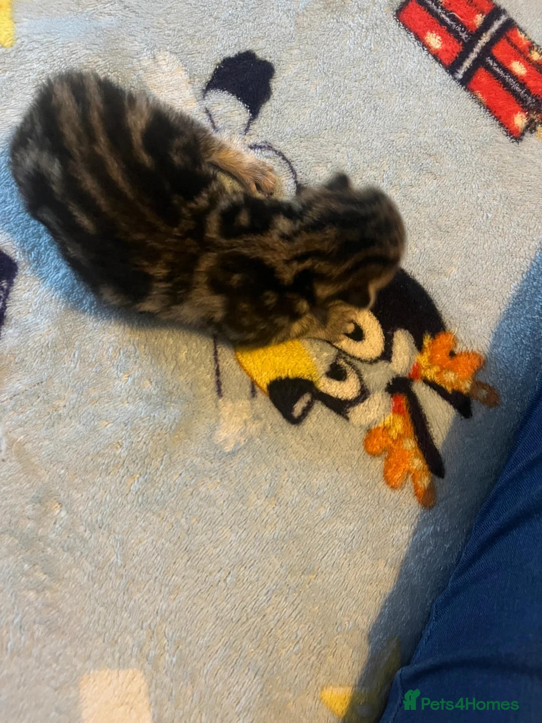 Mixed Breed cats for sale: Amber Bengal X shorthaired Black kittens in Cambridge - Advert 3