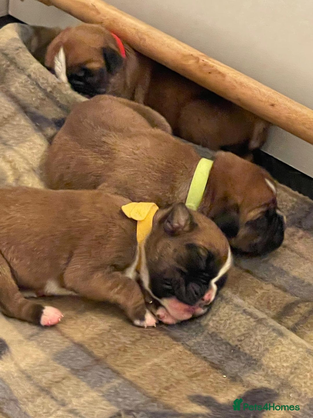 Boxer dogs for sale: Stunning KC registered bobtailed Boxer puppies - Advert 7