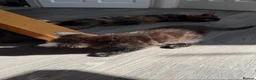 Mixed Breed cats for sale: Kittens  in Knaresborough - Advert 8