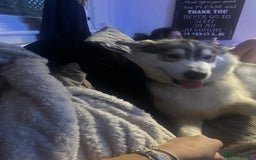 Mixed Breed dogs for sale: Husky staffy cross puppy - Advert 13