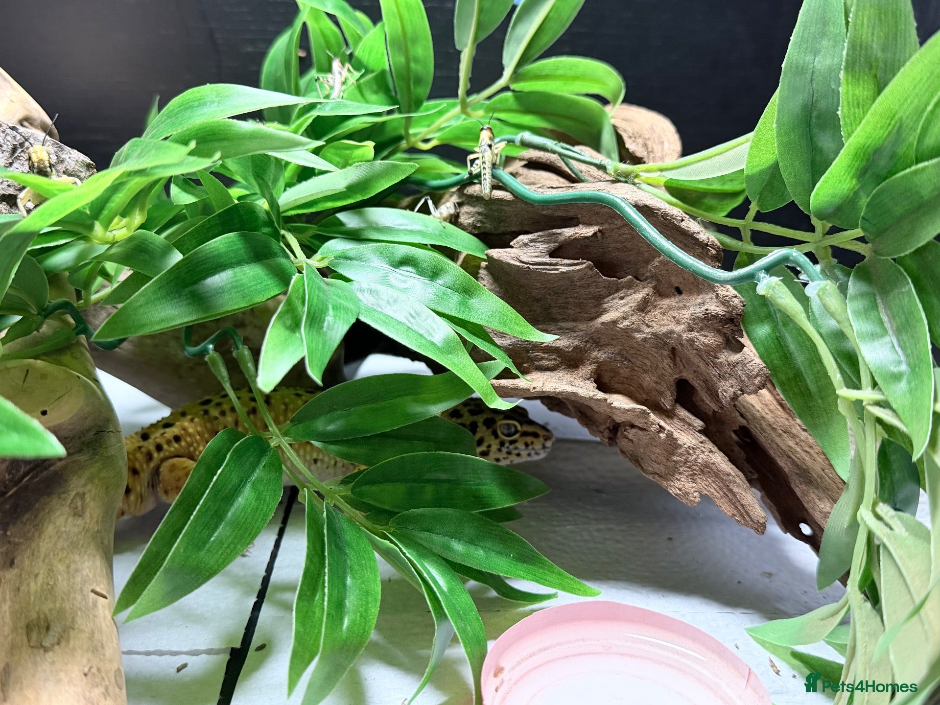 Leopard Gecko reptiles Friendly and very easy Gecko  - Advert 2