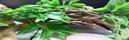 Leopard Gecko reptiles for sale: Friendly and very easy Gecko  in Polegate - Advert 2