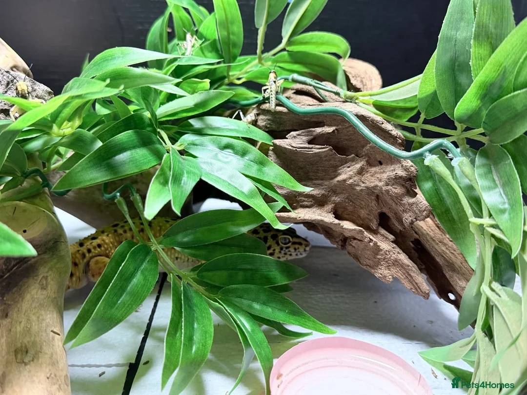 Leopard Gecko reptiles for sale: Friendly and very easy Gecko  in Polegate - Advert 2