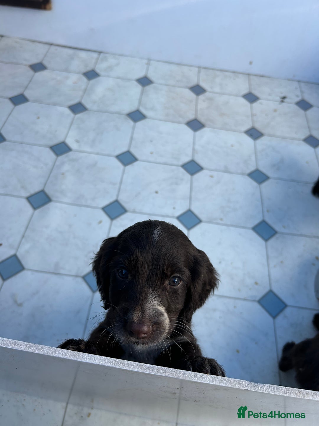 Cocker Spaniel dogs for sale: Cocker spaniel puppy’s  - Image 2