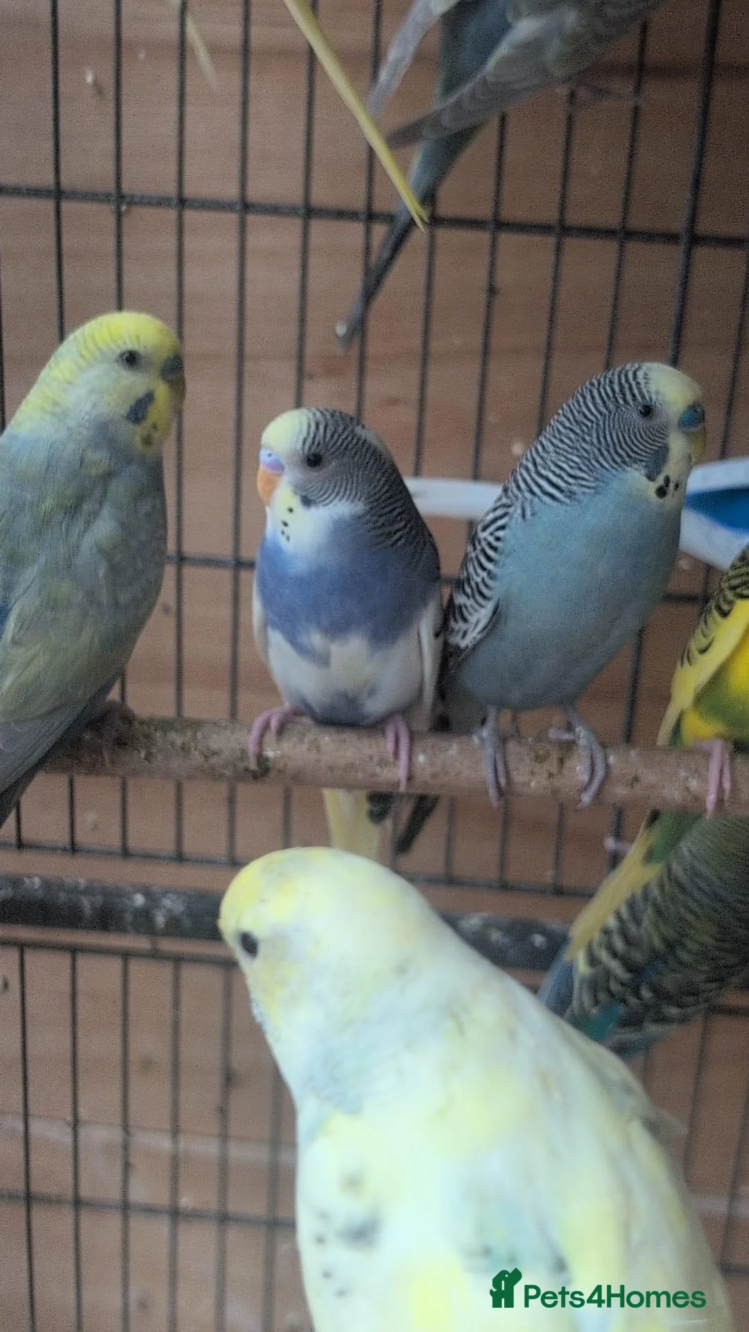 Budgerigars birds for sale: Beautiful Budgies All Healthy  - Advert 2