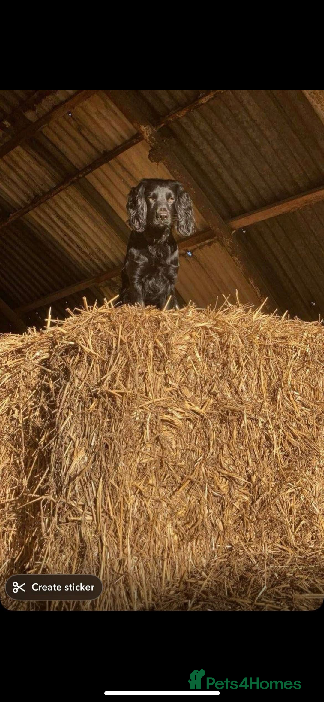 Cocker Spaniel dogs for sale: Working Cocker Spaniel Puppies - Image 18