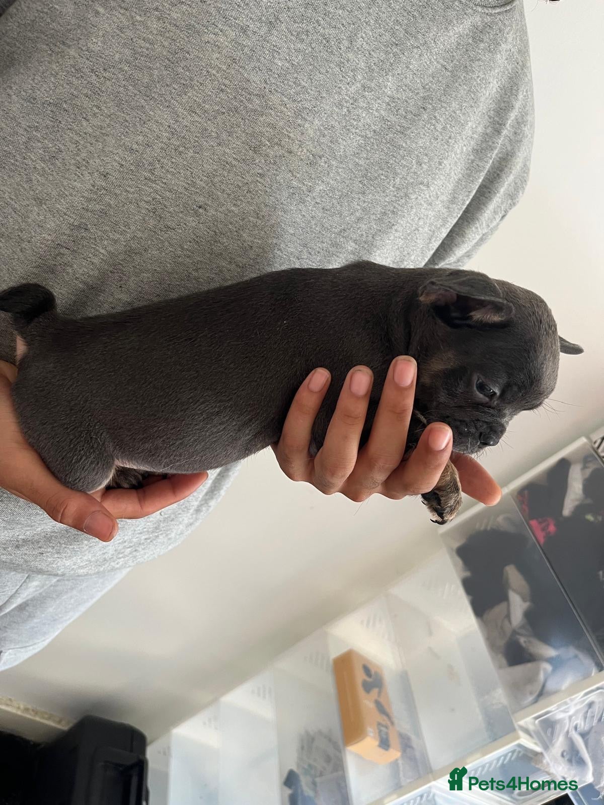 French Bulldog dogs for sale: French bulldogs for sale  - Advert 15
