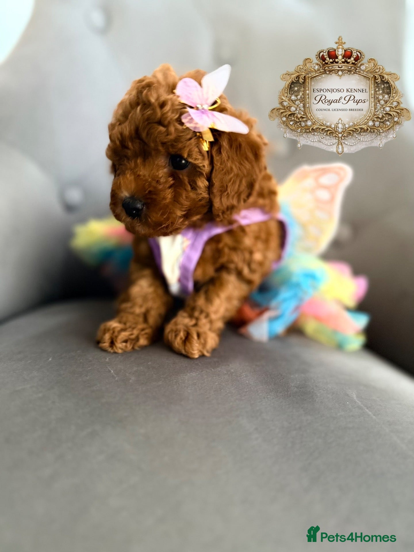 Toy Poodle dogs 👑 LAST GIRL 👑 5⭐ Licensed ESPONJOSO Toy Poodle👑 - Advert 4