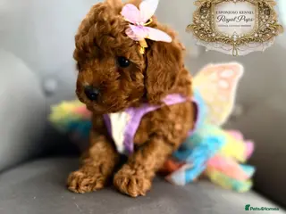 Toy Poodle dogs 👑 LAST GIRL 👑 5⭐ Licensed ESPONJOSO Toy Poodle👑 - Advert 4