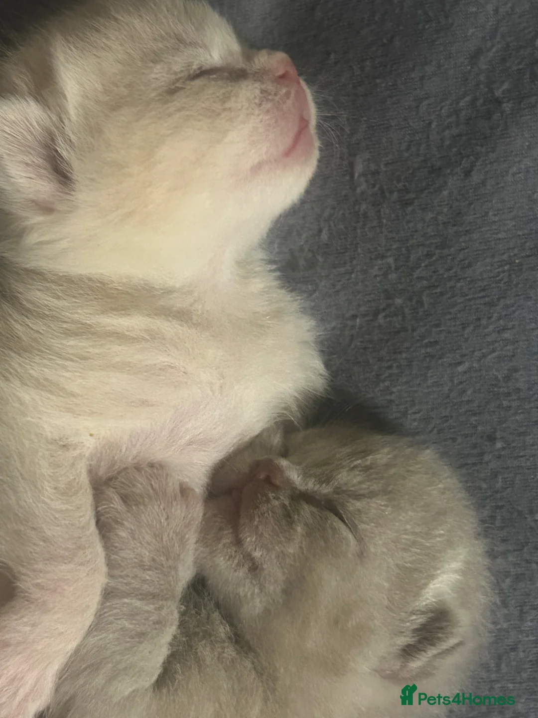 British Shorthair cats for sale: 6 beautiful British short hair kittens in Coventry - Advert 2