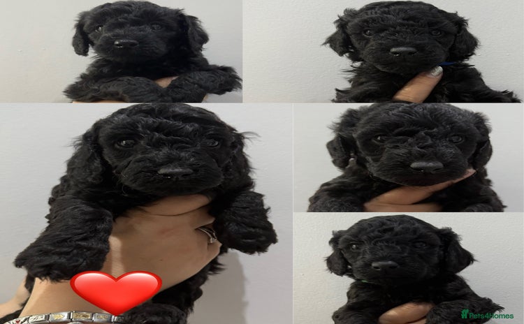 Labradoodle dogs - Advert 4