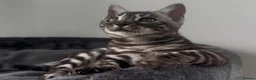 Bengal cats for sale: Exceptional kittens in silver, brown and charcoal - Advert 37