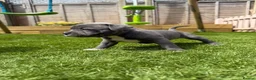 Staffordshire Bull Terrier dogs for sale: Staffordshire bull terriers for sale  - Advert 10