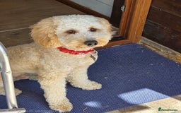 Cockapoo dogs for stud: Chaco - f1b cockapoo for stud - Image 2