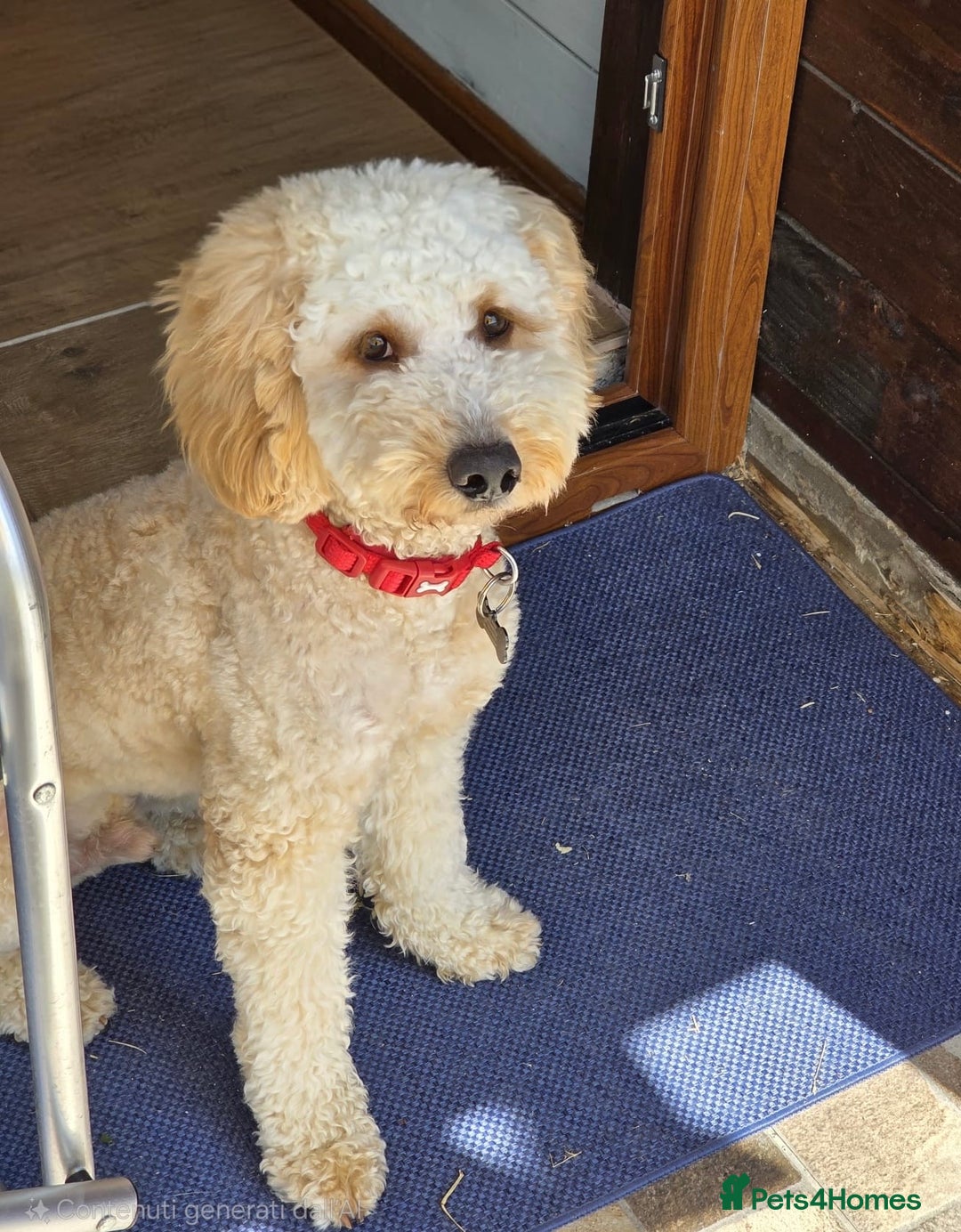 Cockapoo dogs for stud: Chaco - f1b cockapoo for stud - Image 2