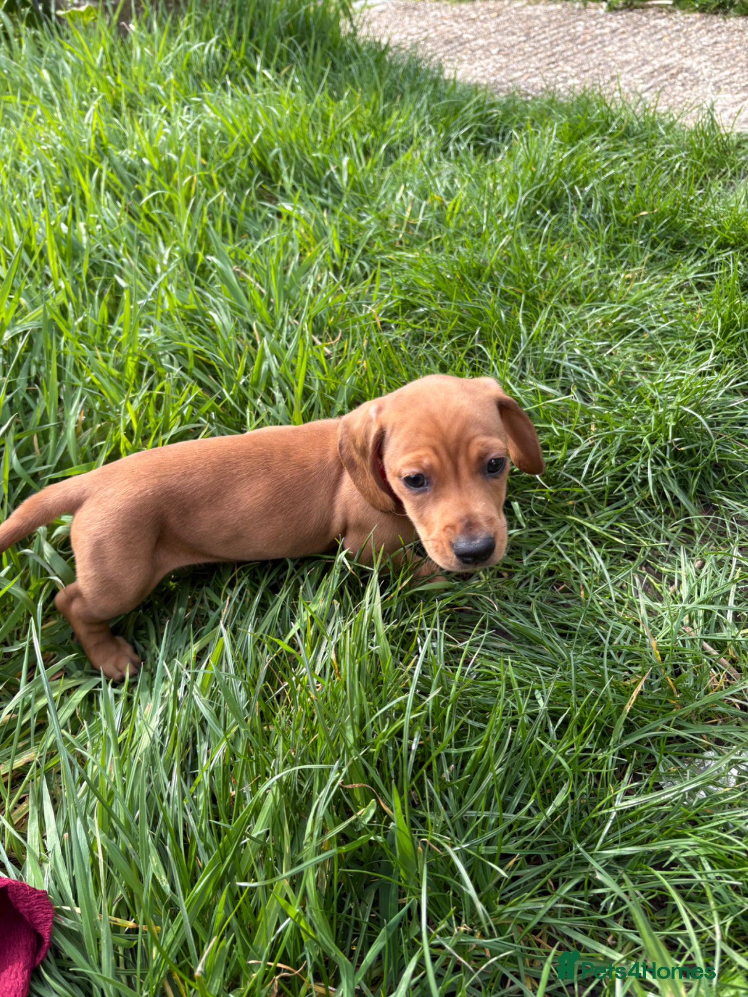 Miniature Dachshund dogs Miniature dachshund - Advert 1