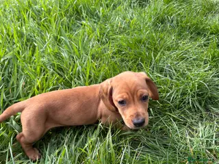 Miniature Dachshund dogs Miniature dachshund - Advert 1