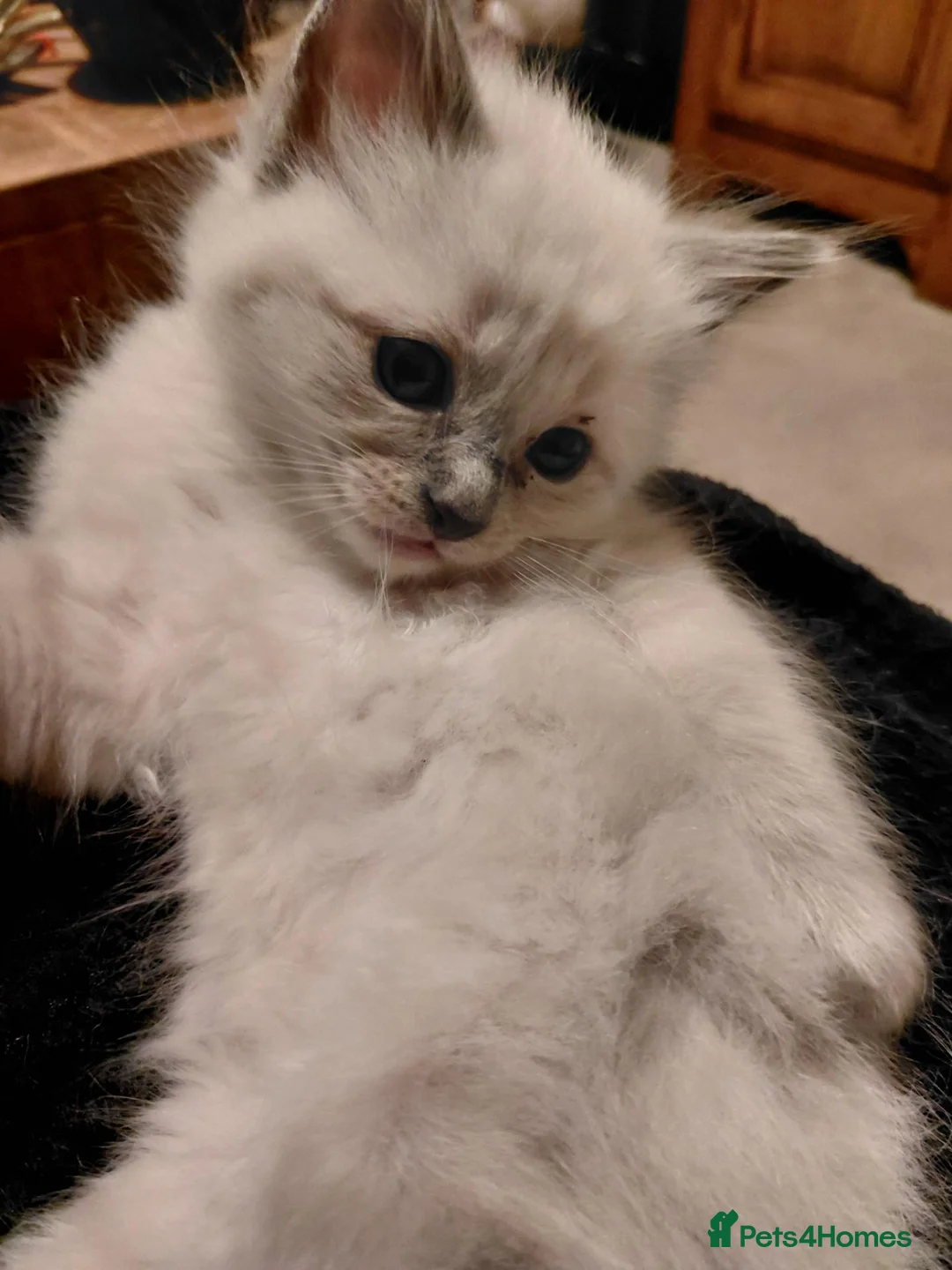 Ragdoll cats for sale: 4 Stunning and 1 not so stunning Ragdolls in South Shields - Advert 19
