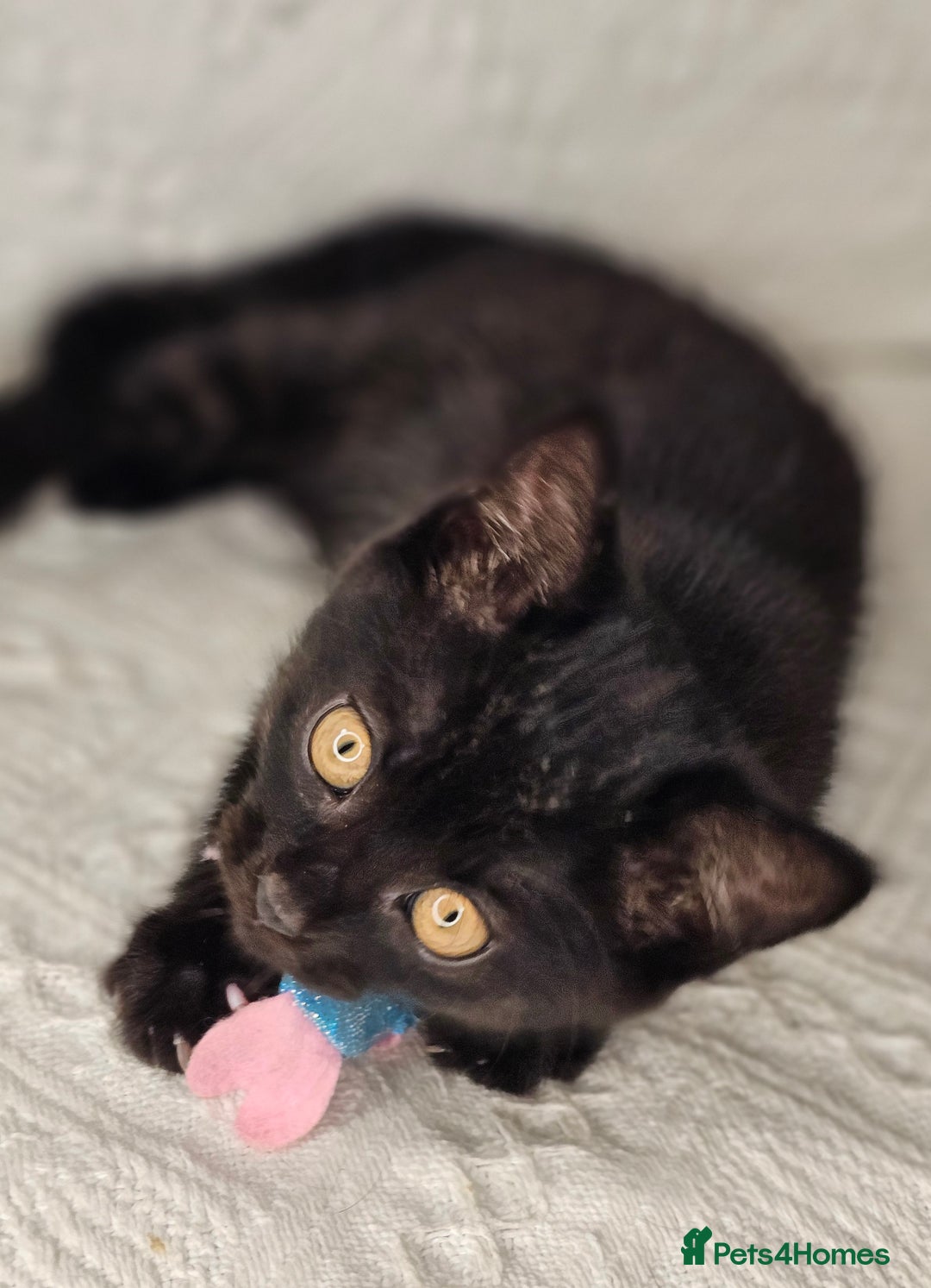 Scottish Fold cats for sale: Scottish straight x British short kittens  - Image 12