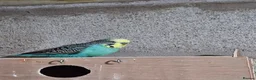 Budgerigars birds for sale: Male budgies  - Advert 6