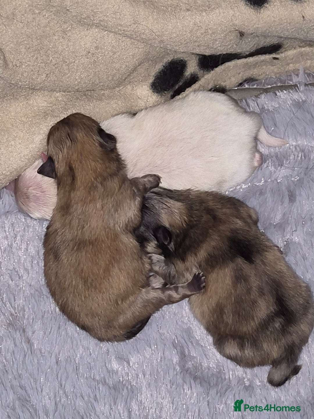 Pomeranian dogs for sale: Goergeos Pomeranian Puppy's💙❤️ - Advert 23