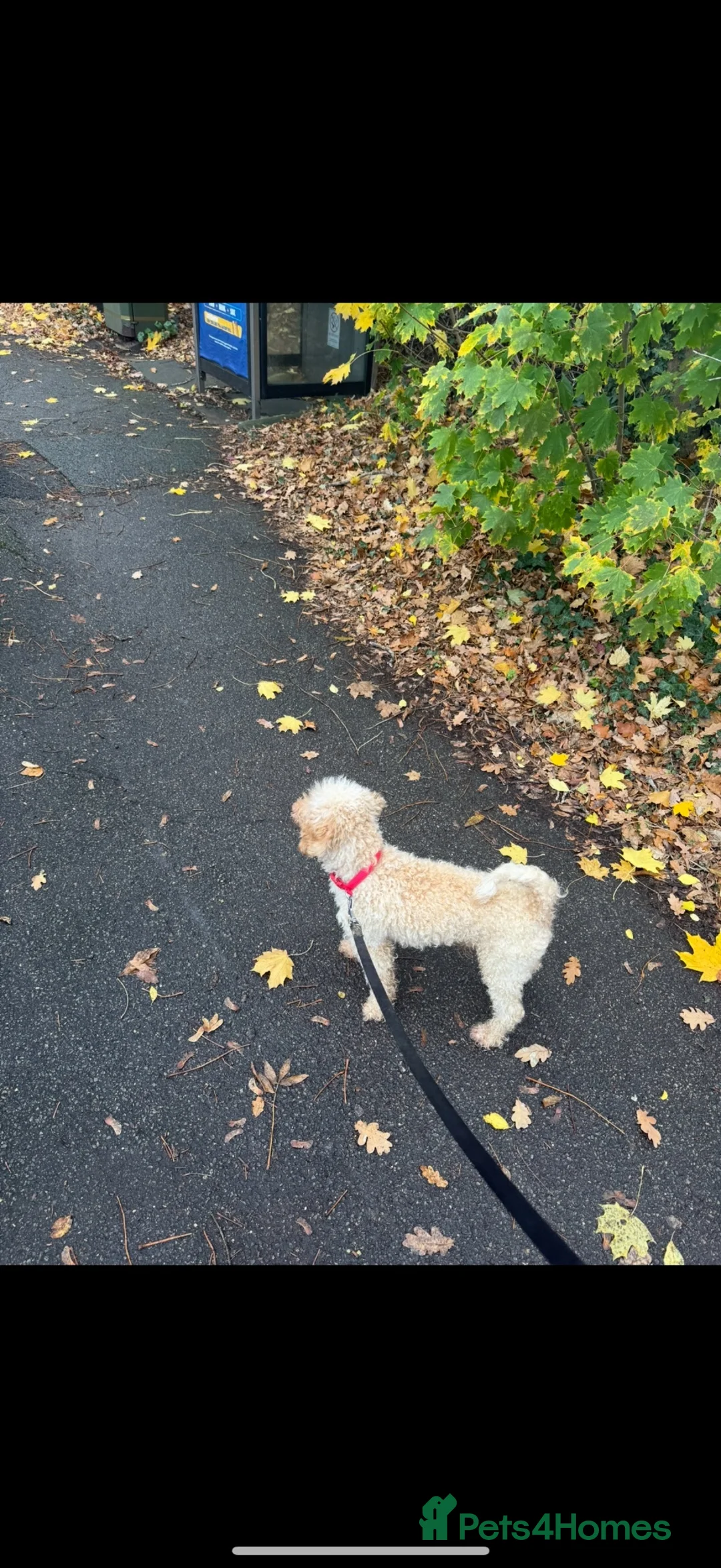 Toy Poodle dogs for sale: Adult kc reg toy poodle  - Advert 2