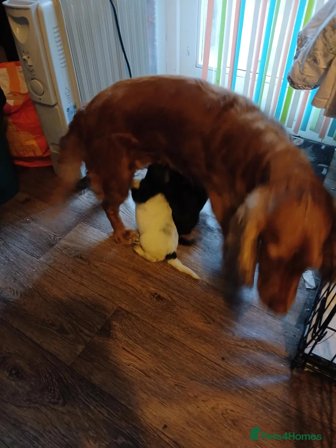 Cocker Spaniel dogs for sale: Cocker spanial pups - Advert 1