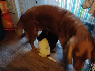 Cocker Spaniel dogs Cocker spanial pups - Advert 7